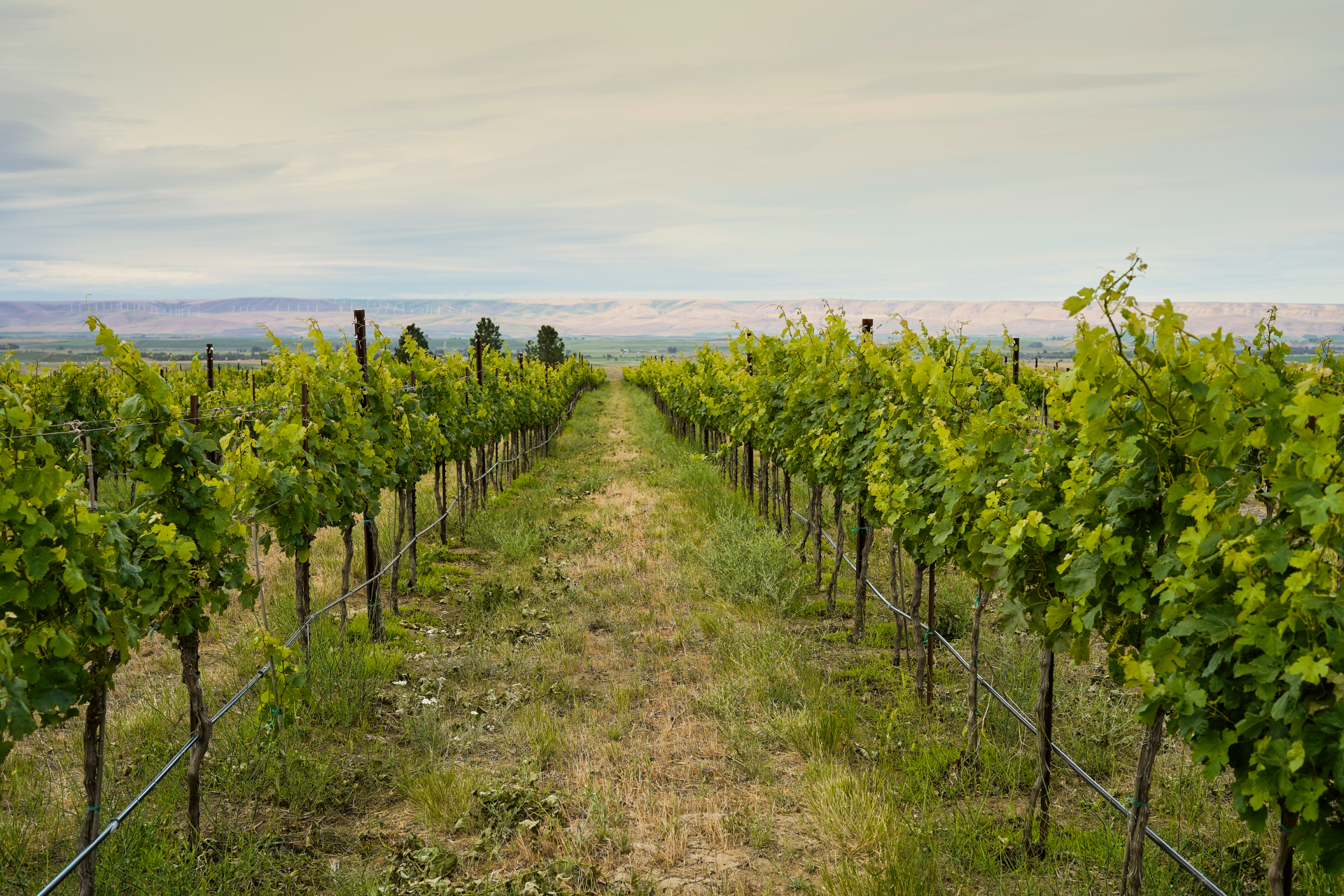 Woodward Canyon Winery Wine Club Banner